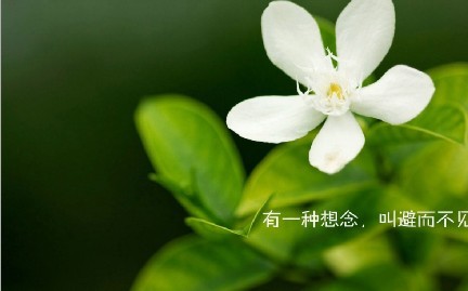 天堂纪念网