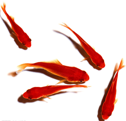 天堂纪念网