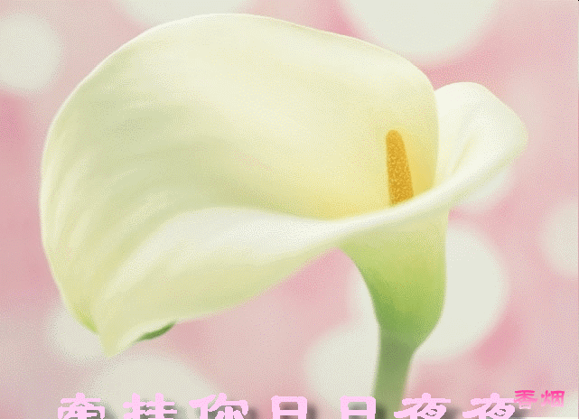 天堂纪念网
